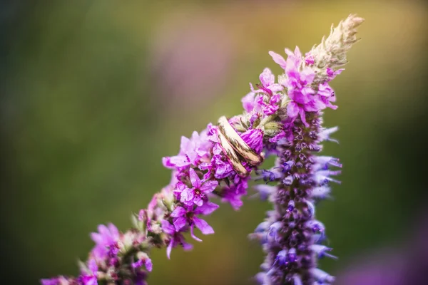 Trouwringen en bloemen — Stockfoto