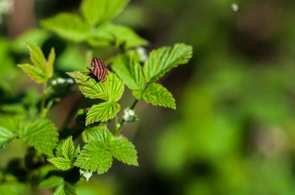 Belle coléoptère sur les feuilles de framboisier — Photo
