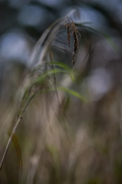 Beautiful blurred blade — Stock Photo, Image