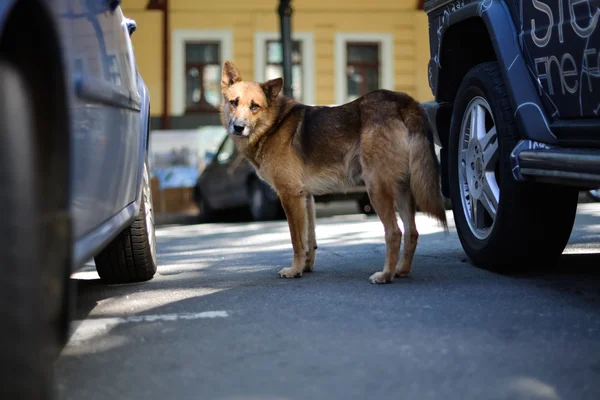 El perro mestizo se ve triste. — Foto de Stock