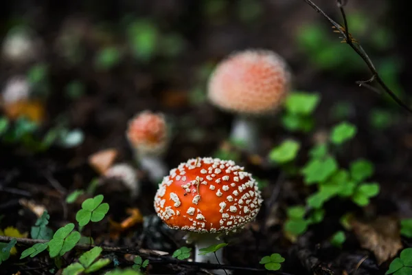 La mosca agárica — Foto de Stock