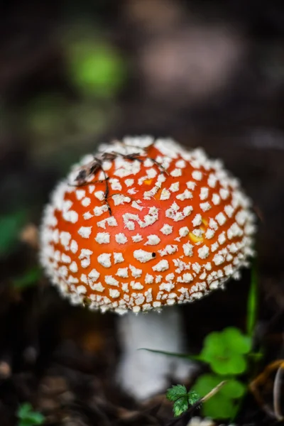 비행 거리 agaric — 스톡 사진