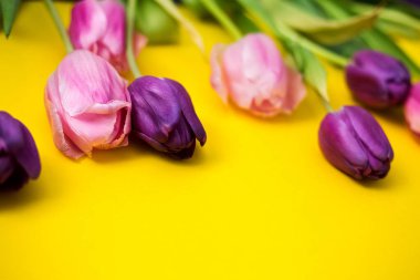 Kapalı tomurcuklu pembe ve mor laleler. Odaklanan birkaç rengin yakın plan görüntüsü, diğerleri bulanık. Takvimler, defterler, tebrik kartları için şenlikli bir arka plan. Yatay sarı arkaplan.