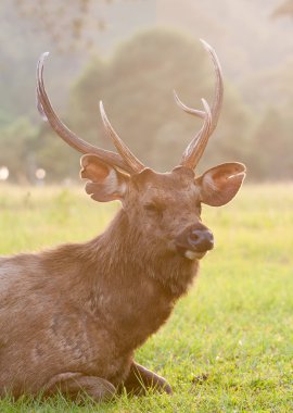 yeşil çayır üzerinde geyik