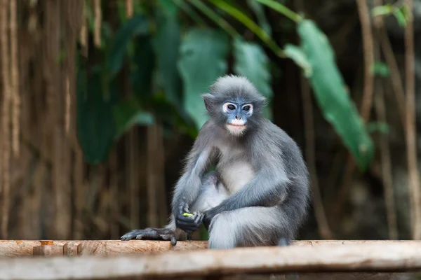 Gölgeli yaprak maymun gözlüklü langur Trachypithecus burnu