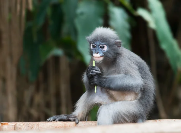 Gölgeli yaprak maymun gözlüklü langur Trachypithecus burnu