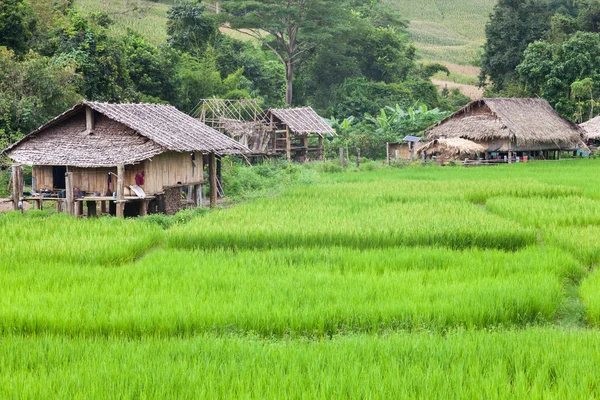 Rice farm with farmer\'s hut, countryside of Thailand