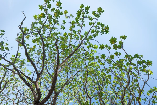 Зеленое дерево на облачном небе — стоковое фото