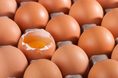 Tavuk yumurta paketleme