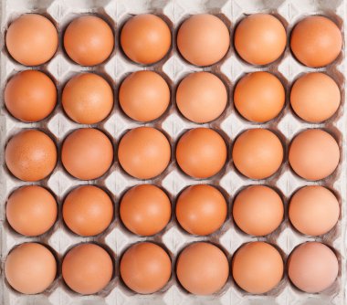 Tavuk yumurta paketleme
