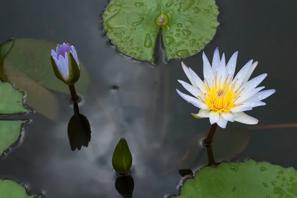 Белый цветок лотоса красивый лотос — стоковое фото