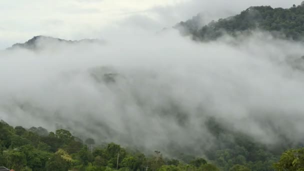 Bosque en la niebla — Vídeos de Stock