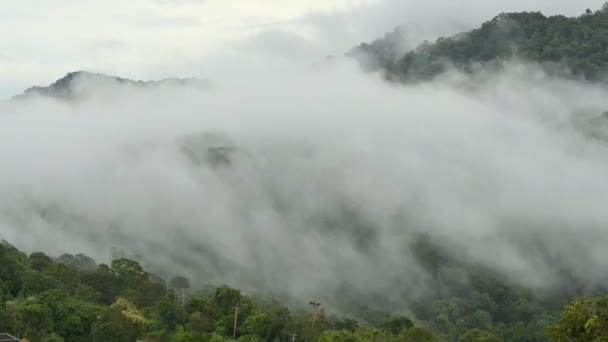forêt dans le brouillard