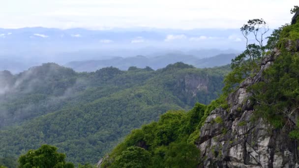 Foresta nella nebbia — Video Stock