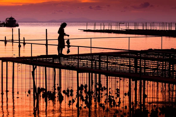 Tarım, Cap-gelincik Tayland Pier istiridye