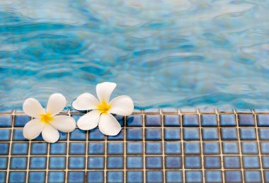 Plumeria çiçek yüzme havuzunda