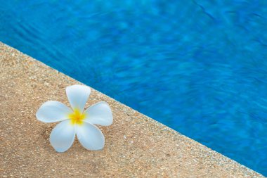 Plumeria çiçek yüzme havuzunda