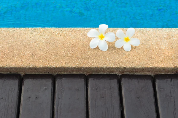Plumeria çiçek yüzme havuzunda