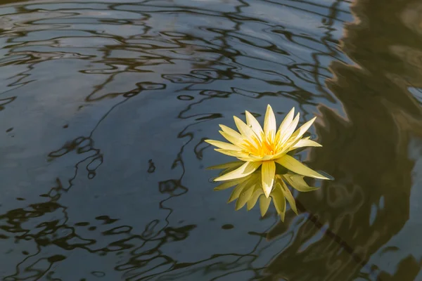 Yellow Lotus flower beautiful lotus — Stock Photo, Image