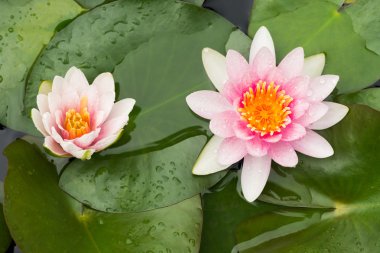 pembe lotus çiçeği güzel, lotus