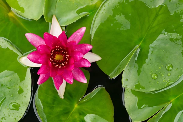 pembe lotus çiçeği güzel, lotus