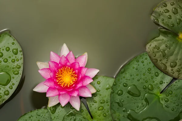 Розовый цветок лотоса красивый лотос — стоковое фото