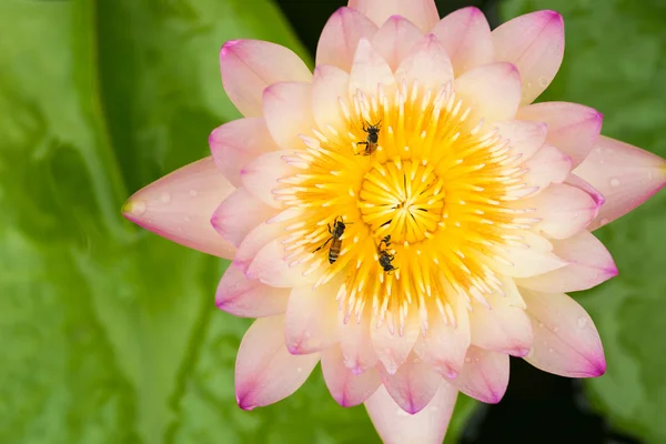 Закрыть пчелы на цветке лотоса — стоковое фото