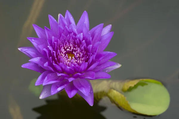 Volet Lotus flower beautiful lotus — Stock Photo, Image