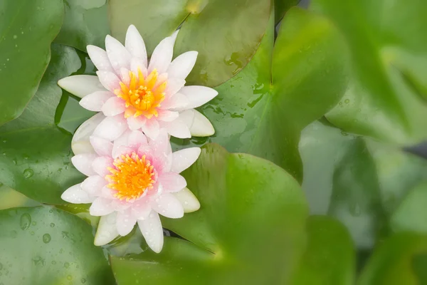 Цветок лотоса красивый лотос — стоковое фото