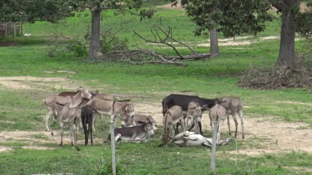 Burro relajarse y descansar en el campo . — Vídeo de stock