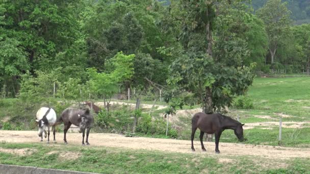 Passeio a cavalo na estrada local . — Vídeo de Stock