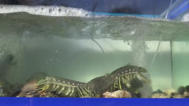 Grupo de camarones mantis en acuario . — Vídeo de stock