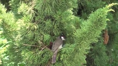 Bebekler kırmızı bıyıklı annemden besleme.