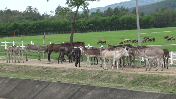 Groupe âne marche et se reposer sur la route locale . — Video