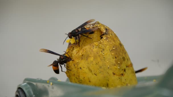 Wespen in een rijpe mango. — Stockvideo