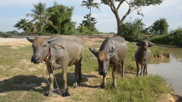 Buffalo, při pohledu na fotoaparát v poli. — Stock video