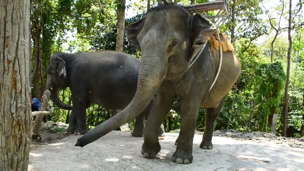 Elefante dançando no zoológico . — Vídeo de Stock