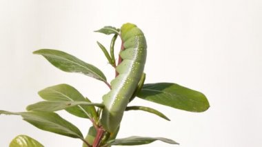 Caterpillar rüzgarda rose salyangozu dalı.