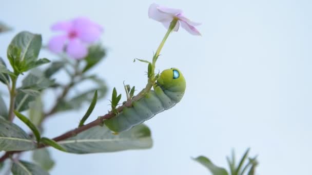 Caterpillar on rose periwinkle branch blowing in the wind — Stock Video
