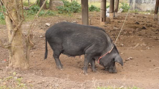 Cochon noir sur corde en milieu rural .