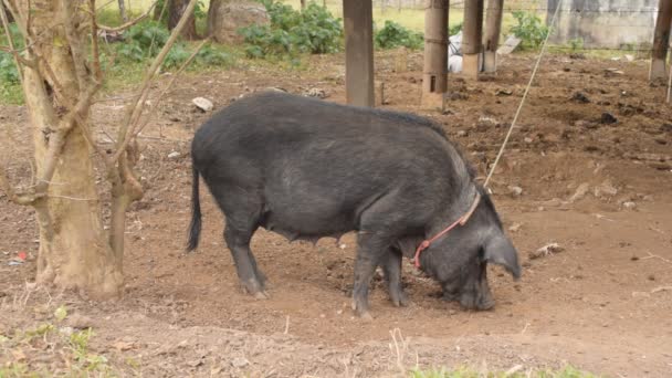 Cerdo negro con cuerda en el campo . — Vídeos de Stock