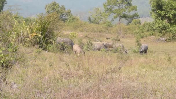 Grubu alanını otlatma Buffalo. — Stok video