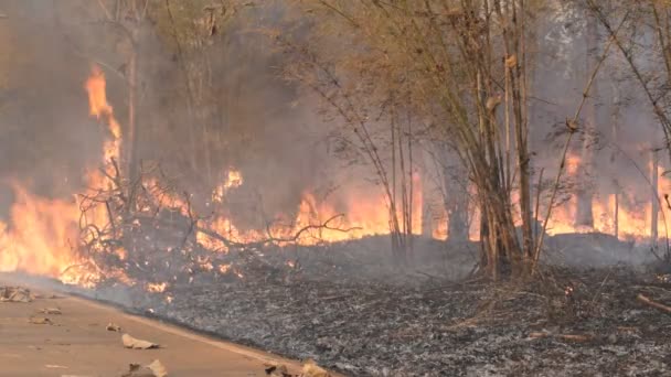 Niszczone przez spalenie w pobliżu lokalnej drodze w lesie. — Wideo stockowe