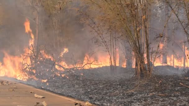 Destruido por la quema cerca de la carretera local en el bosque . — Vídeo de stock