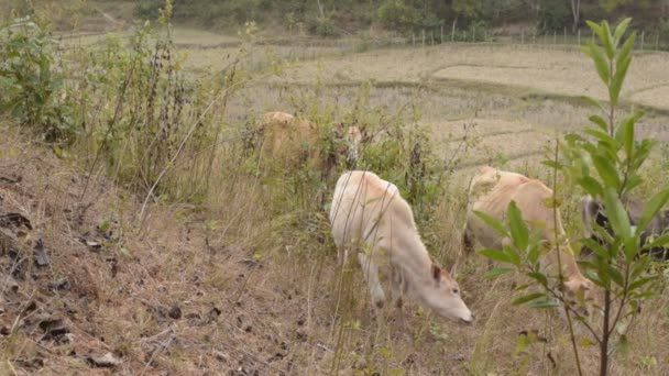 Eine Gruppe Kühe weidet auf einem Feld in der Nähe des Waldes. — Stockvideo