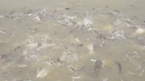 Stripped catfish in the river during feeding. — Stock Video