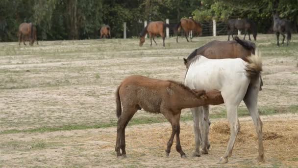 Koně kojit jejich hříbat v letní louka. — Stock video