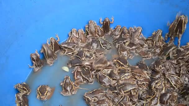 Asian painted frog in blue plastic bucket,Thailand. — Stock Video