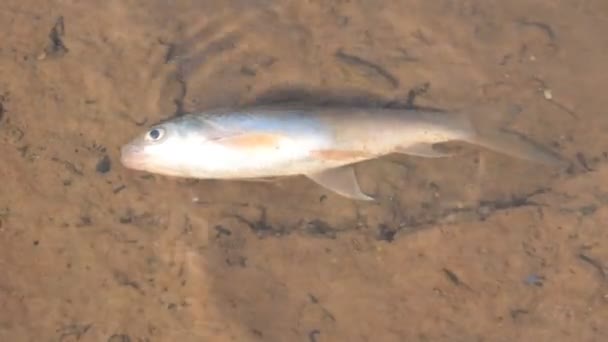 Peces muertos . — Vídeo de stock