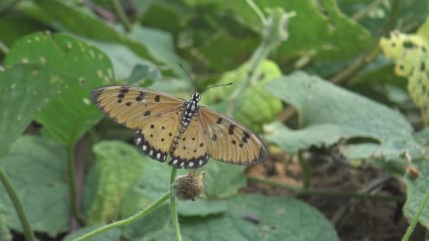 Una mariposa vuela en el jardín . — Vídeo de stock